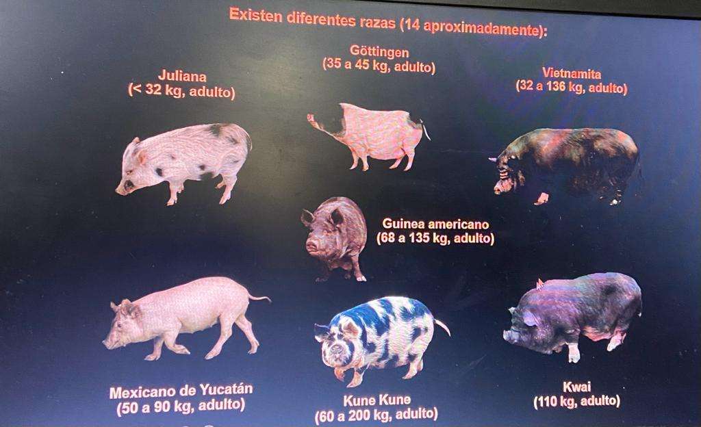 Fotografía tomada en una clase sobre minipigs impartida por el profesor Carlos Gutiérrez Olvera, doctor en nutrición animal.