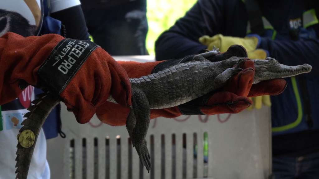 Las especies que ingresaron a su hábitat natural permiten que los ecosistemas se regeneren, así evitando que puedan generarse mayores afectaciones a estos entornos.