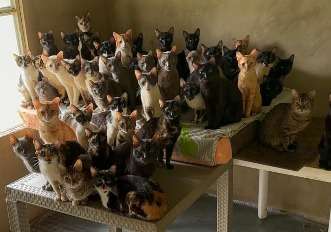 Rescatan a más de 100 perros y gatos en condiciones críticas en casa de Boyacá: piden ayuda