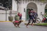 Corredor denuncia que perdió el primer lugar en una maratón tras ataque de perro