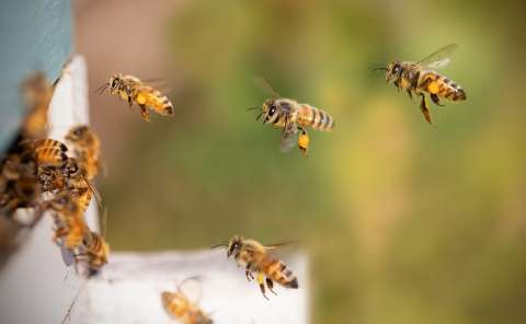 Diez personas resultaron lesionadas tras encontrarse con enjambre de abejas en La Estrella