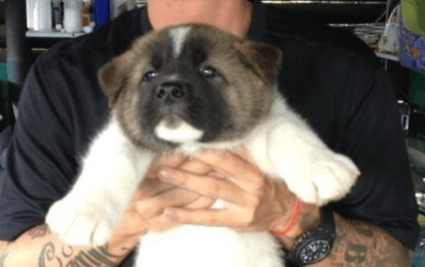 Murió Enzo, el mejor amigo de J Balvin: lo despidió con emotivo mensaje