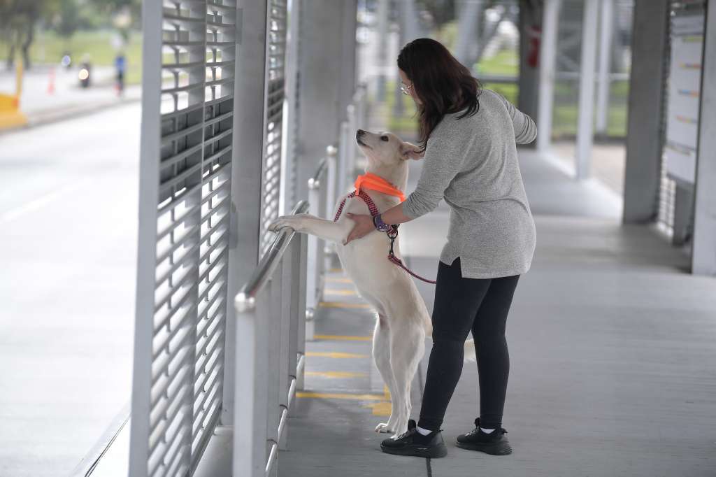 Perros en Transmilenio