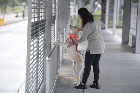 Más de 50 animales de compañía han sido abandonados en Transmilenio en 2024
