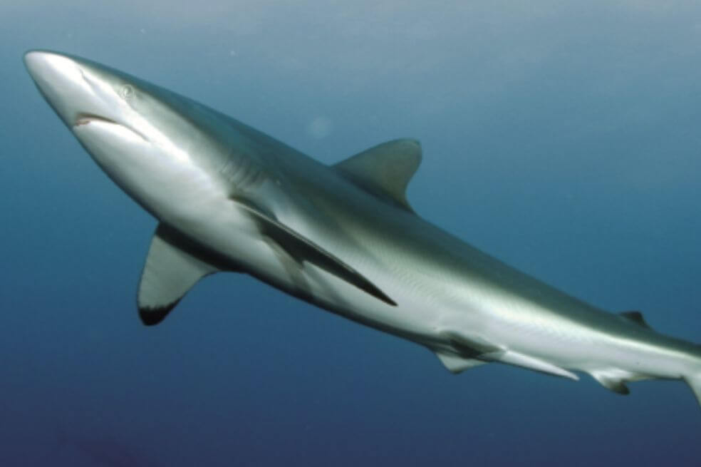 Tiburo?n sedoso (Carcharhinus falciformis) es la especie de tiburo?n ma?s capturada en el Pacífico Tropical Oriental a trave?s de la pesca de palangre, método de la pesca artesanal en la que se lanza al mar una línea con varios miles de anzuelos. / MarViva