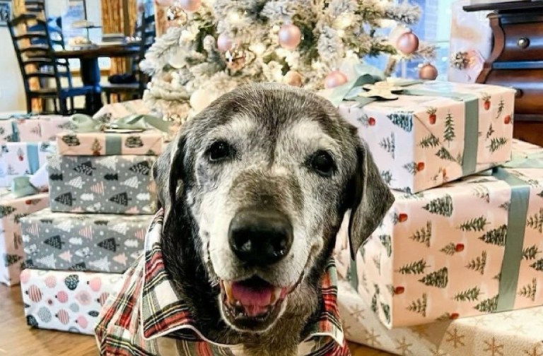 Adoptan perrita de 19 años para alegrar sus últimos días: le cumplieron esta lista de deseos