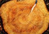 ¿Cómo calcular la edad de un árbol sin cortarlo? Así funciona el método de los anillos