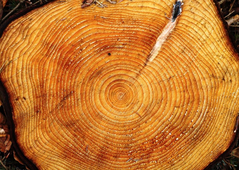 ¿Cómo calcular la edad de un árbol sin cortarlo? Así funciona el método de los anillos