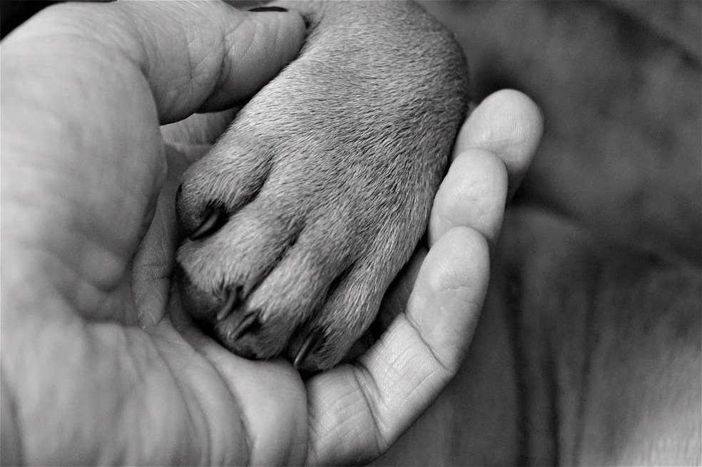 Certificación de mascotas de apoyo emocional: todo lo que debe saber