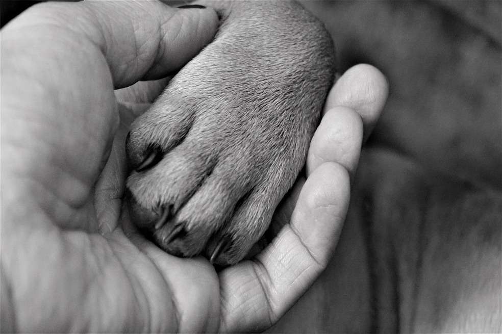 Certificación de mascotas de apoyo emocional: todo lo que debe saber