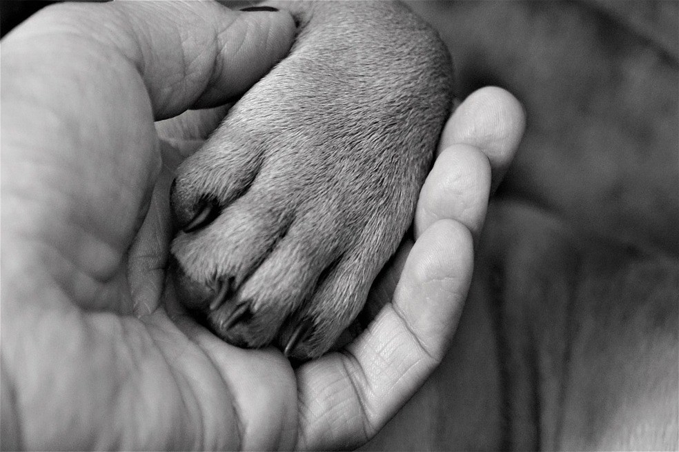 Certificación de mascotas de apoyo emocional: todo lo que debe saber