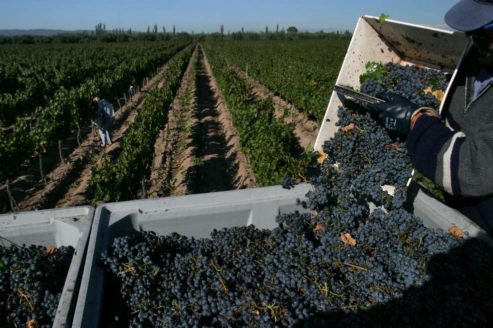 Foto Cortesía ASOVINOS