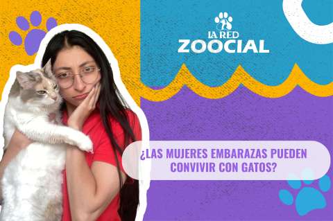 ¿Las mujeres embarazadas pueden convivir con gatos?