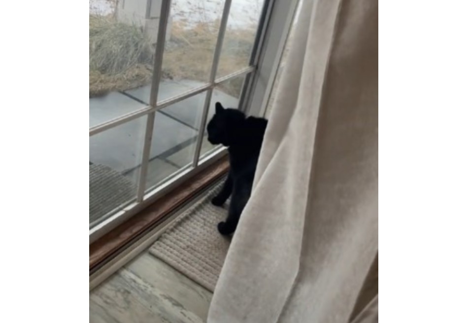 Los expertos explican que es común que los gatos se asomen por la ventana a observar el exterior. Esto se debe a su instinto natural de vigilar su entorno.
