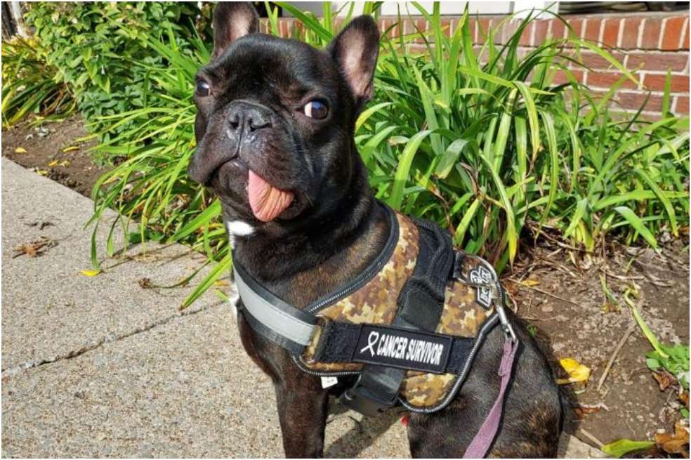 Tyson es un bulldog francés de tres meses que fue operado de la mandíbula para extirparle un tumor.