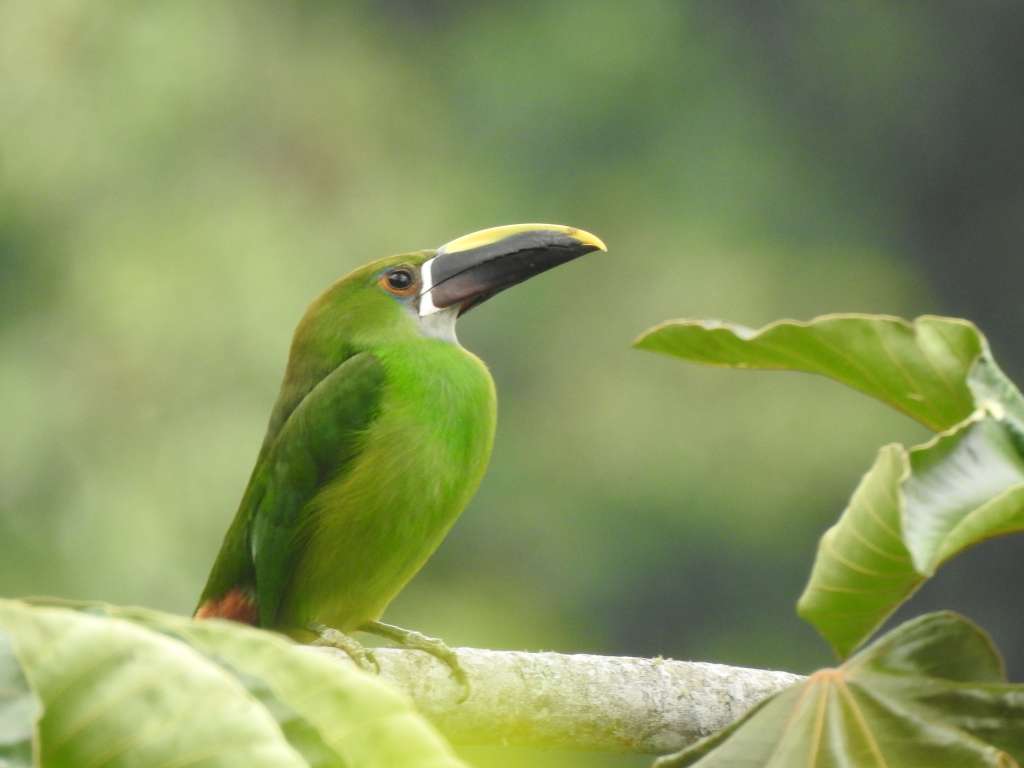 El modelo exitoso de la gestión de biodiversidad que crece con Grupo Argos
