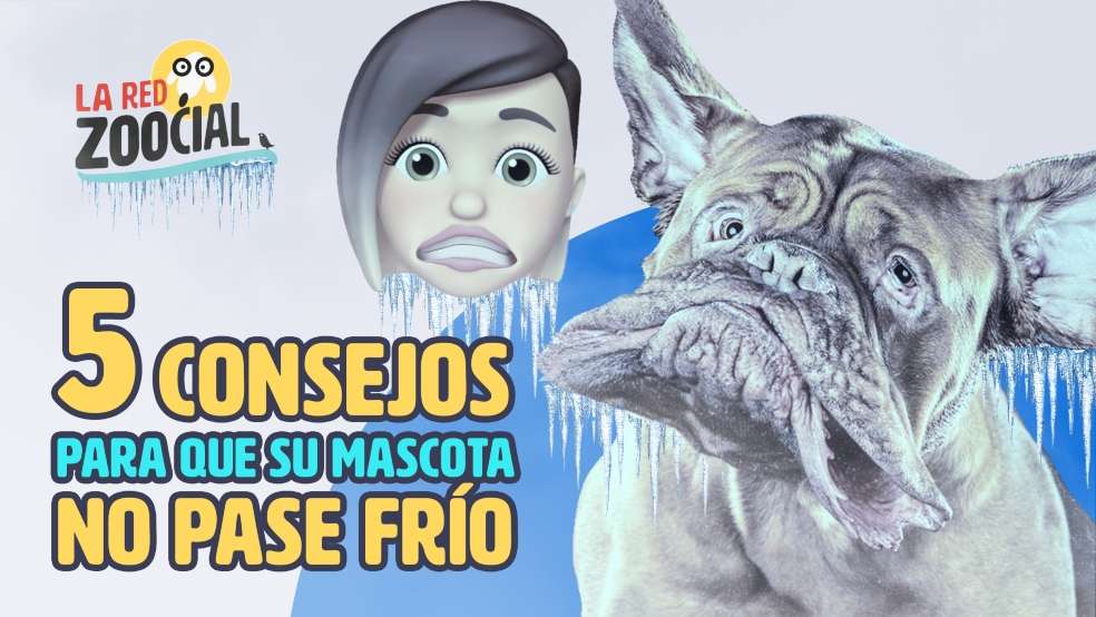 Ayude a sus mascotas a  lidiar con el frío.