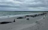 Mueren más de 70 ballenas que quedaron encalladas en playa en Escocia