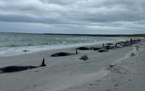 Mueren más de 70 ballenas que quedaron encalladas en playa en Escocia