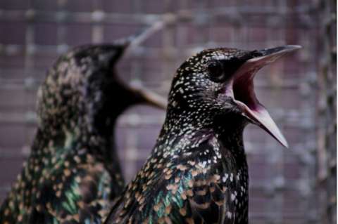 Pájaros cantores, las aves que burlan la contaminación ambiental
