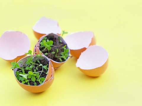 ¿Sirve echar cáscaras de huevo y limón a sus plantas? Sí, pero no