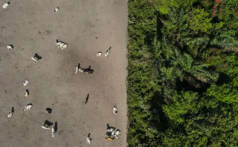 Los bosques, otras víctimas del abandono estatal