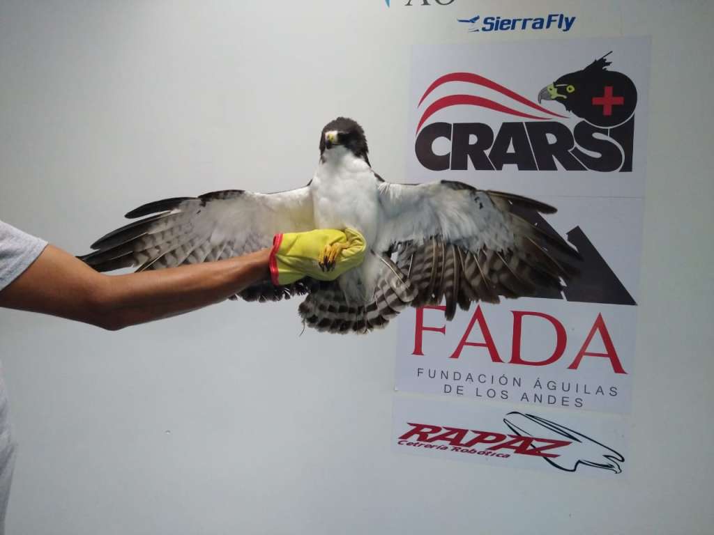El rescate fue realizado por una ciudadana que decidió pagar por el animal para salvarle la vida.