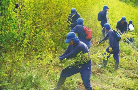 EE.UU. "se ha vuelto muy impaciente" con erradicación de coca: Minambiente