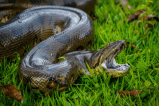 Rescatan anaconda de cuatro metros que se estaba comiendo a los animales en el Meta
