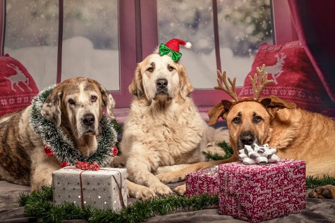 ¿Su perro canta villancicos? Descubra por qué los perros aúllan al escucharlos