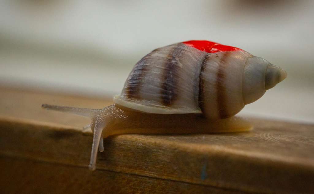 Los individuos fueron marcados para poder monitorearlos.