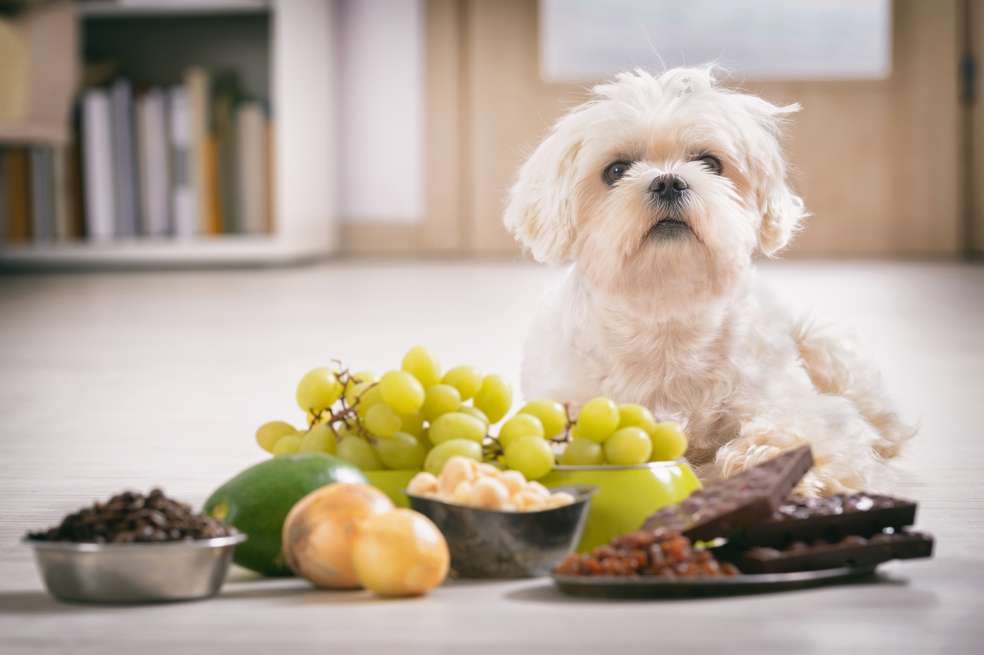 Hay pocos estudios sobre el impacto de esta dieta. / iStock