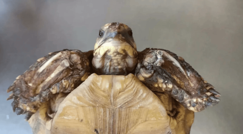 El cautiverio de fauna silvestre podría acabar con la vida de los animales, ya que ellos necesitan de sus entornos naturales para tener calidad de vida.