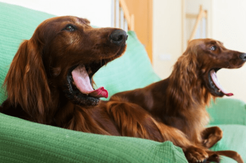¿Me pueden multar por tener un perro que ladra mucho? (video)