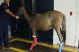 Así avanza la recuperación de Valentino, el caballo rescatado por Jhonny Rivera