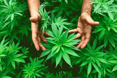 Santos le puso la firma al uso de la marihuana para fines terapéuticos