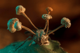 Las mejores fotos de la naturaleza; estas son sus relaciones y lo que las amenaza