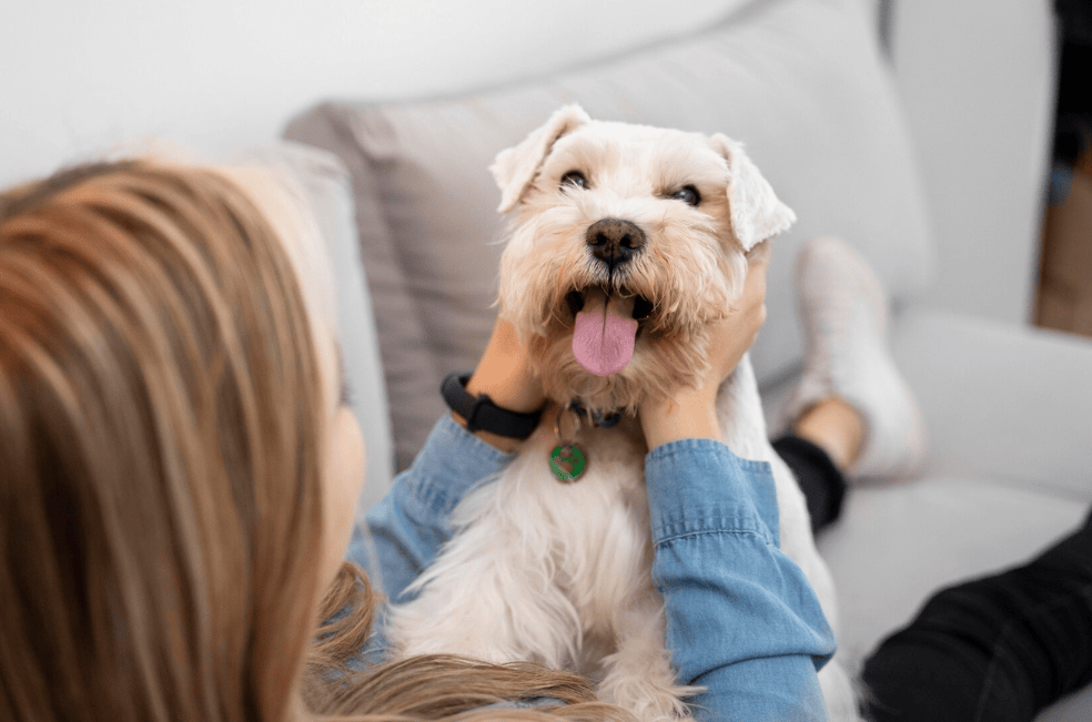 Cinco cosas que nunca le debe decir al dueño de un perro