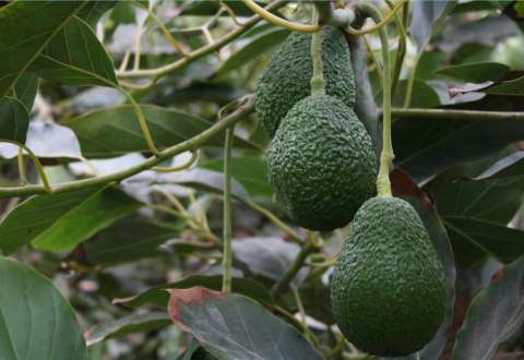 El aguacate Hass colombiano conquista paladares y madura en los mercados del mundo