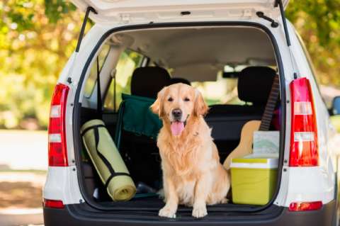 Día mundial del perro: 6 consejos para viajar con tu mejor amigo