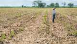 Lo que se sabe (hasta el momento) de la escasez mundial de fertilizantes