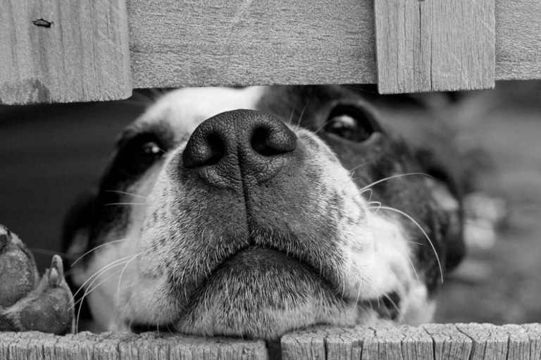 «Dog Model», el concurso canino para recaudar alimento para mascotas