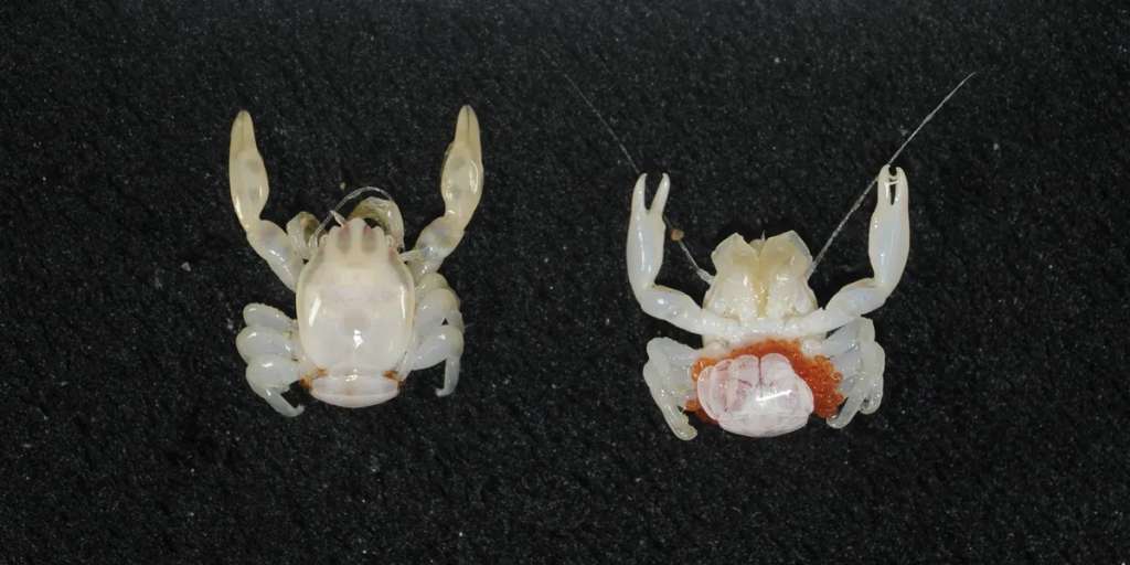 A diferencia de otros crustáceos, estos cangrejos no utilizan sus pinzas para capturar alimento, sino que filtran el agua con estructuras pilosas en sus piezas bucales para obtener diminutas partículas de plancton.