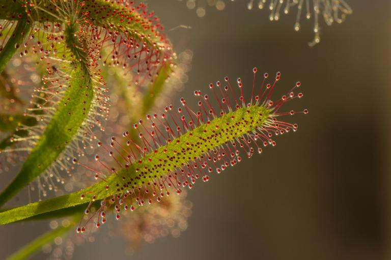 La drosera (Drosera capensis), conocida como rocío del sol, es una planta carnívora que se destaca porque esta cubierta de diminutas gotas brillantes que parecen rocío, estas estructuras atraen a sus presas con su aspecto y aroma. Cuando un insecto se posa sobre ellas, queda atrapado en una sustancia pegajosa y la planta comienza a mover lentamente sus tentáculos para envolverlo y digerirlo.