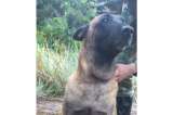 Así salvaron a Oliver, perro mordido por una serpiente en la selva del Guaviare