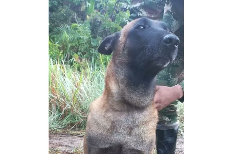 Así salvaron a Oliver, perro mordido por una serpiente en la selva del Guaviare