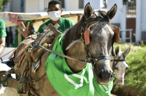 Histórico: Barranquilla prohíbe los vehículos de tracción animal a partir de hoy