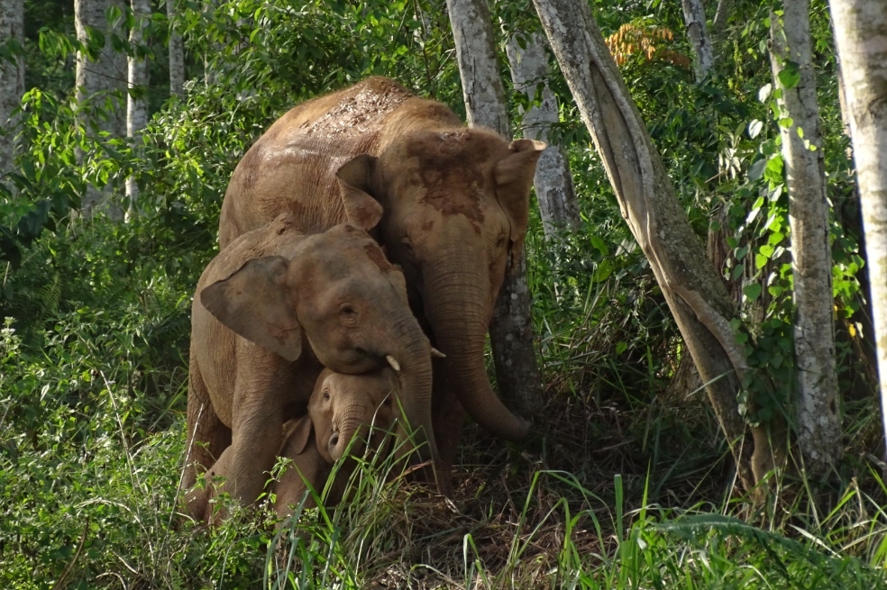 Esta especie se caracteriza por tener un tamaño más pequeño que otras especies de elefante, pues la altura máxima que pueden llegar a registrar es de 2,75 metros.