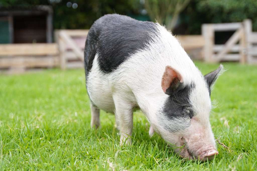 Minipigs rescatados del abandono por la fundación MiniOink