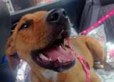 Buscan hogar en Bogotá para Blue, una cachorra rescatada que necesita una familia definitiva